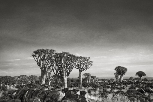 Beth Moon – Quiver Tree Forest