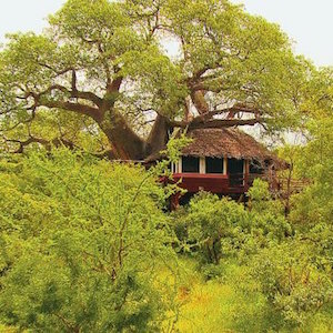 phoca_thumb_l_treetops tree house