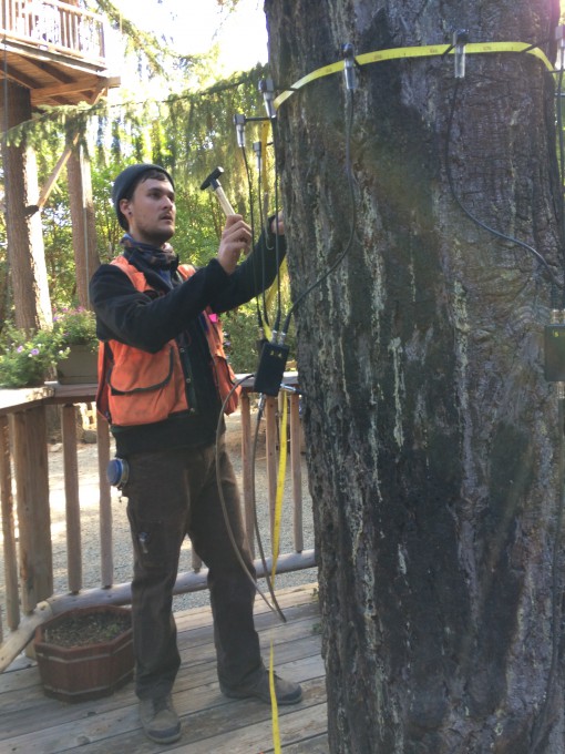Baumpfleger J. Casey Clapp von Tree Solutions aus Seattle