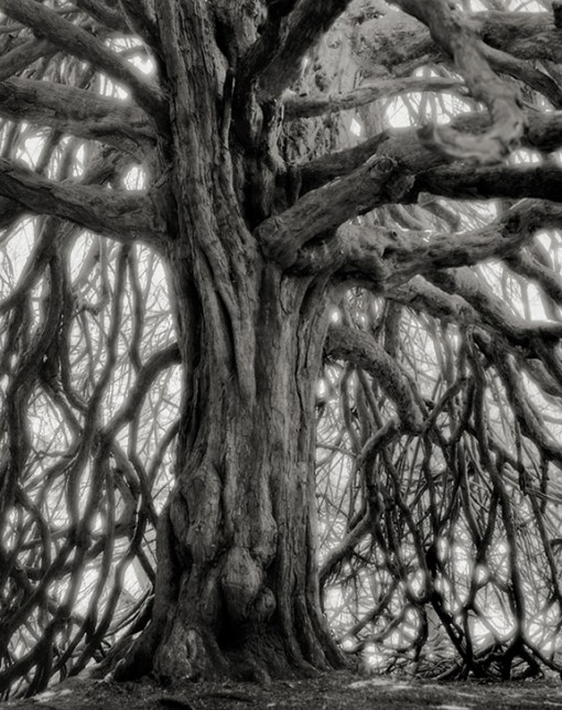 Beth Moon – The Whitting Name Yew