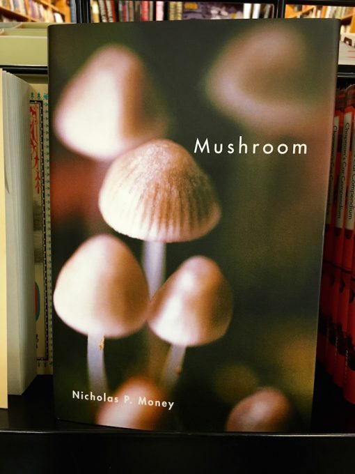 Baumhausblog – Mushroom